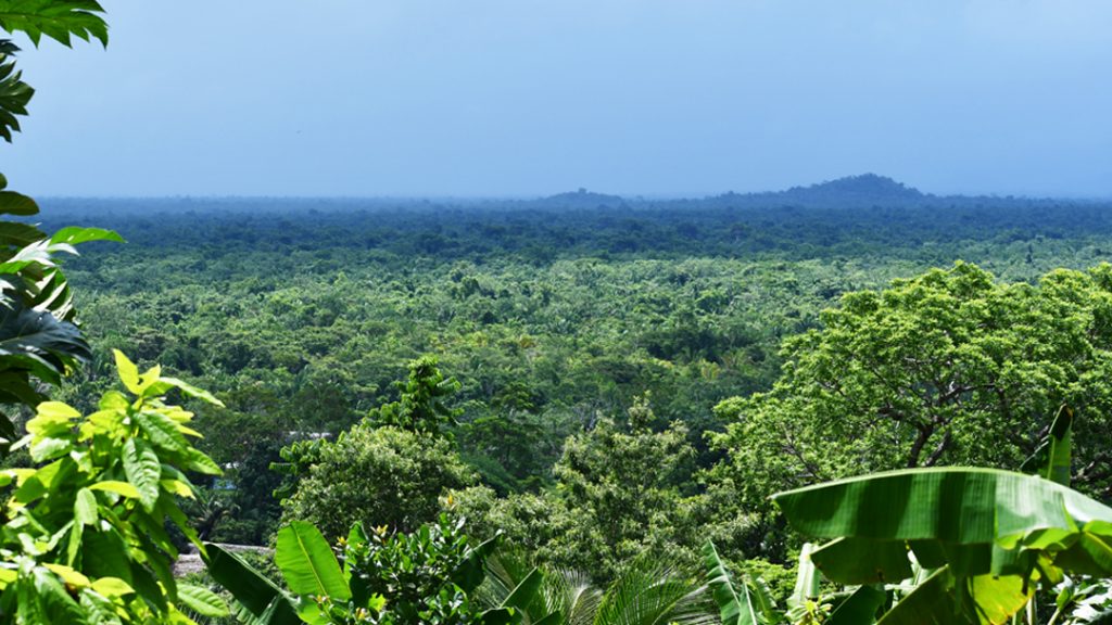 Maya forested landscape - Ya'axche