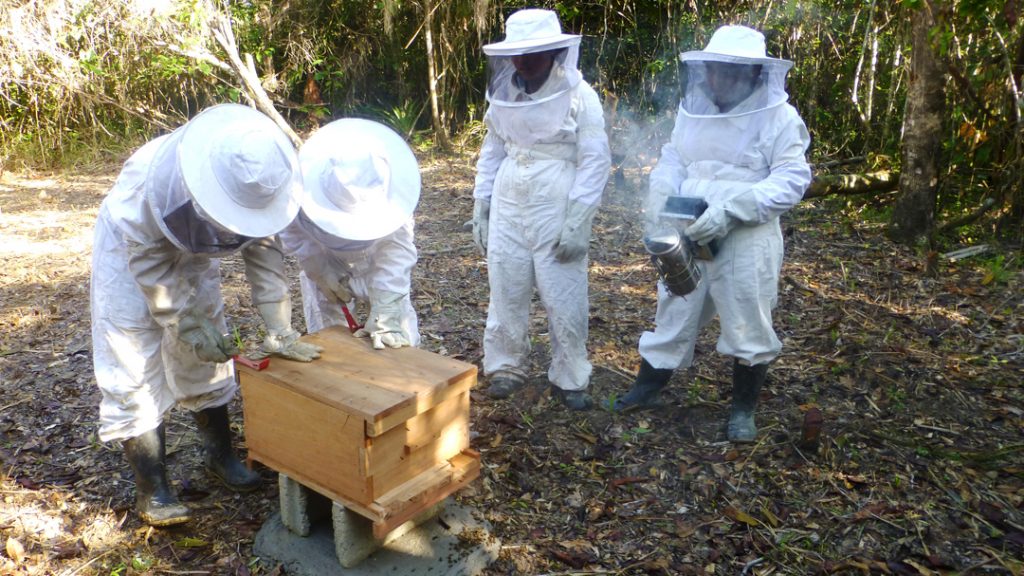 Beekeeping at Maya Mountain North Forest Reserve - Ya'axche