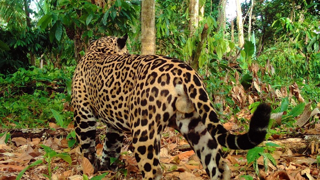 Jaguar photographed at Belize's first agroforestry concession - Ya'axche